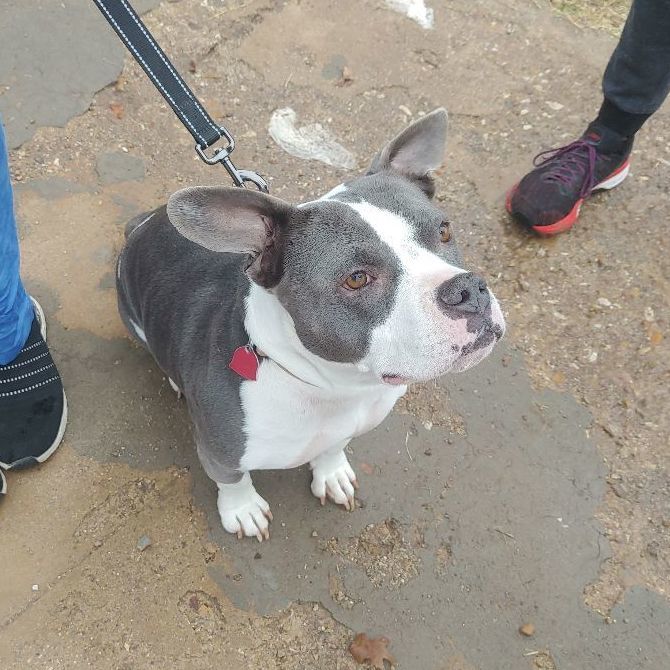 Lola, a Adoptable mixed breed image 2/9