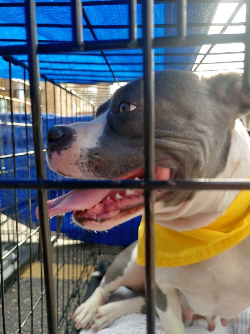 Lola, a Adoptable mixed breed image 3/9