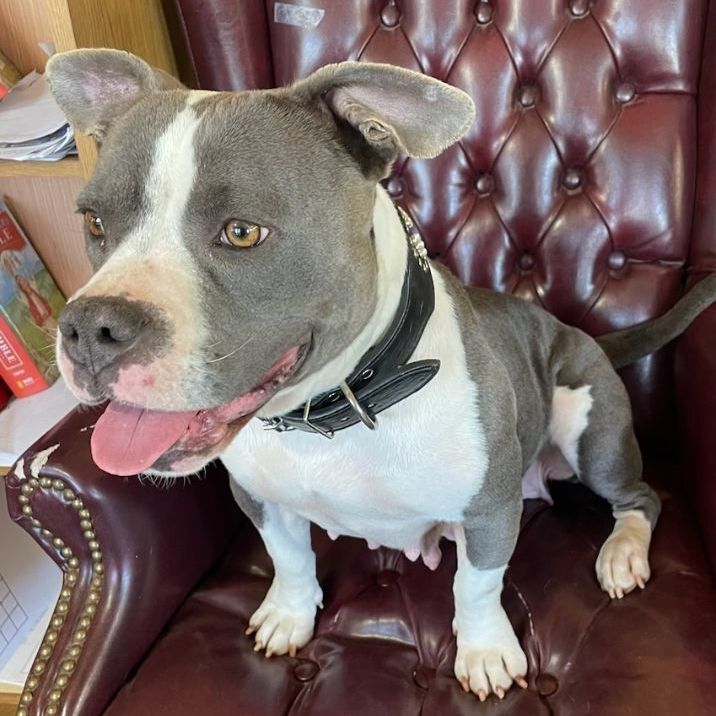 Lola, a Adoptable mixed breed image 4/9