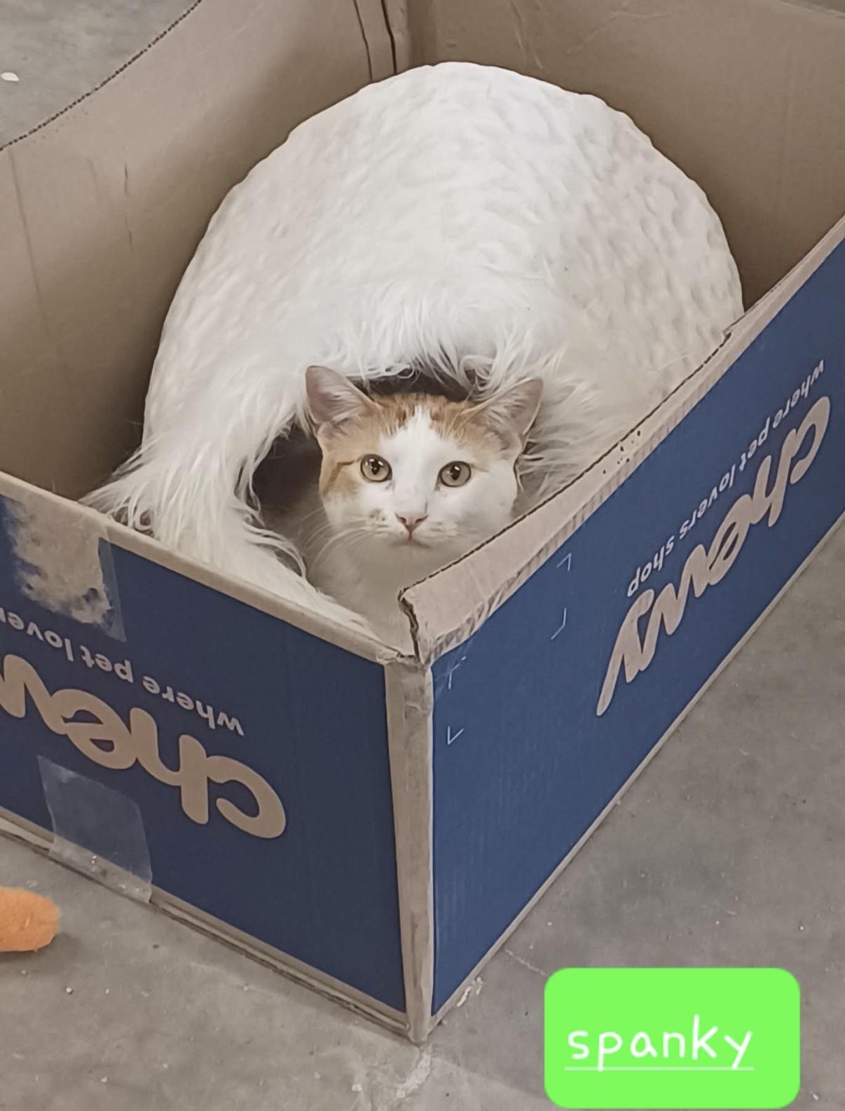 Spanky, a Adoptable Domestic Short Hair in Walworth, WI image 1/3