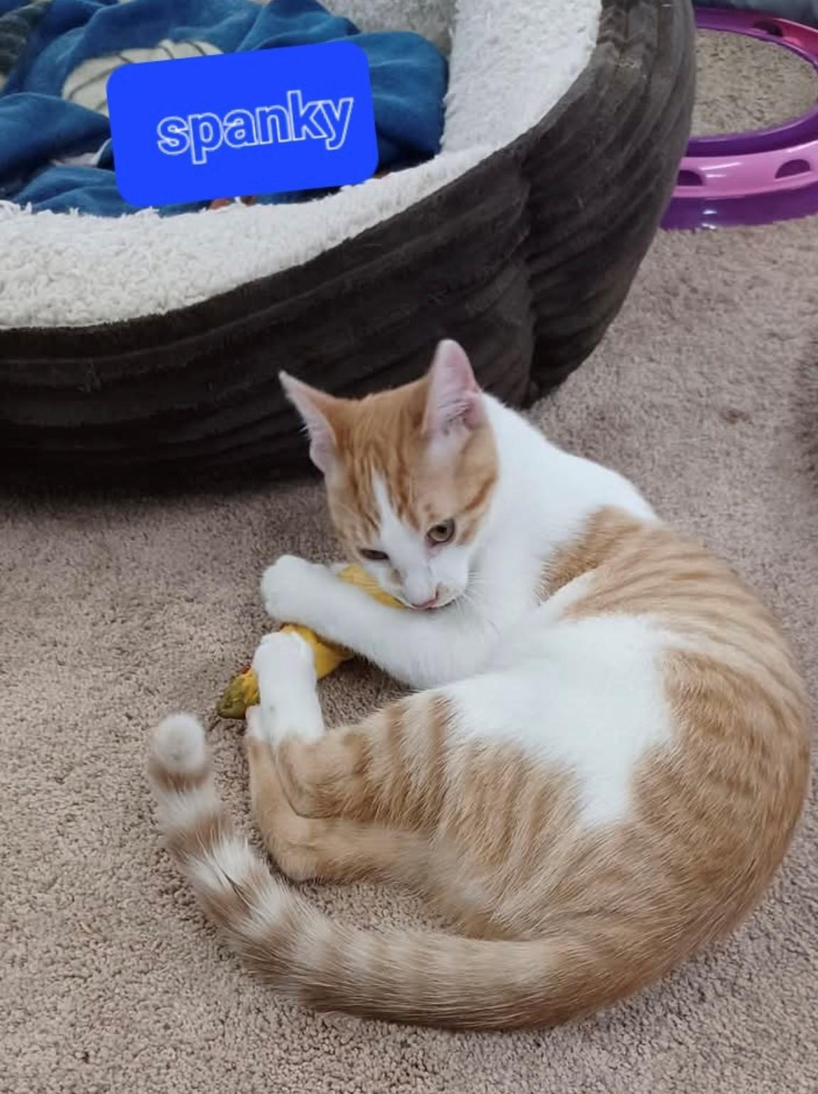 Spanky, Adoptable, Young Male Domestic Short Hair.