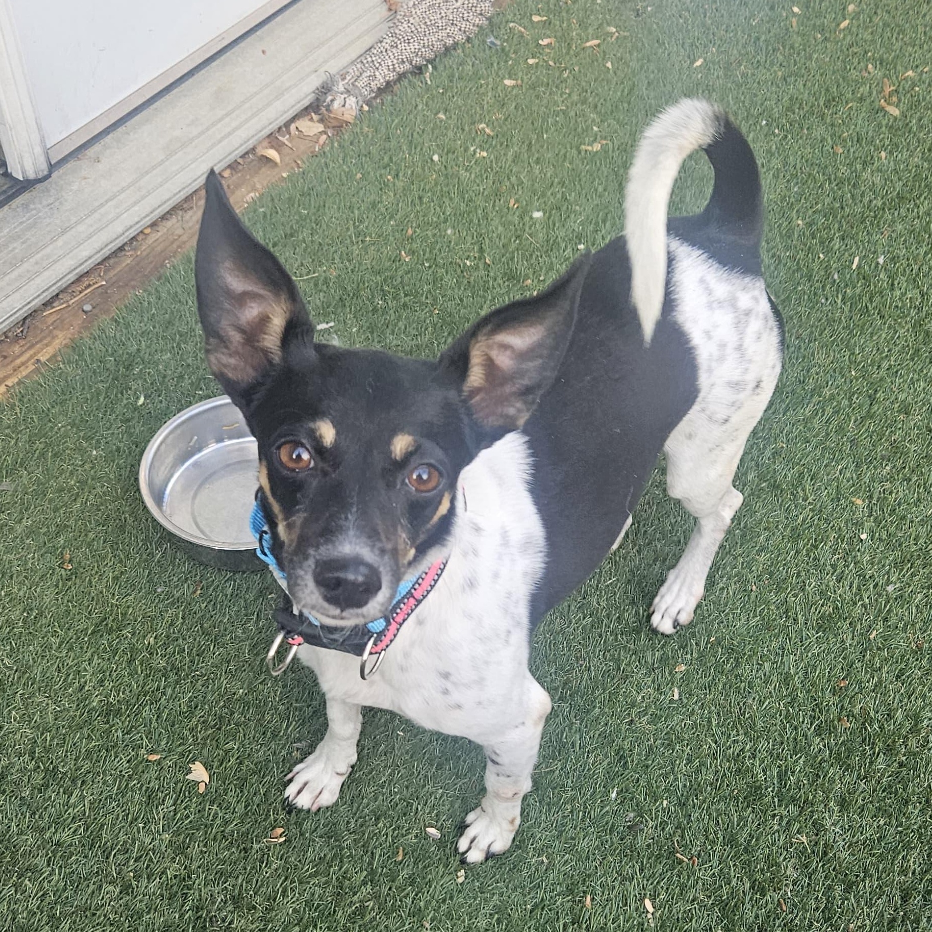 Fran the Nanny, a ADOPTABLE mixed breed in Annapolis, MD image 4/6