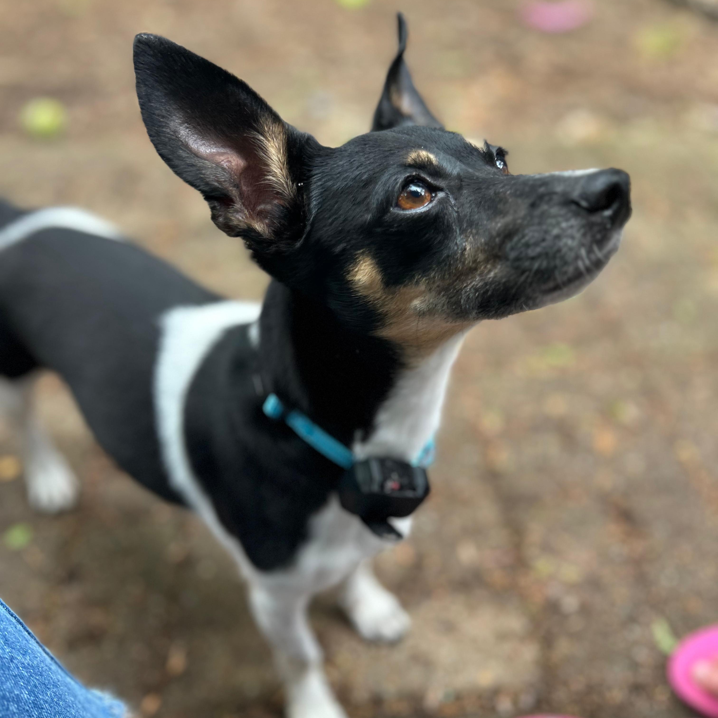 Fran the Nanny, a ADOPTABLE mixed breed in Annapolis, MD image 6/6