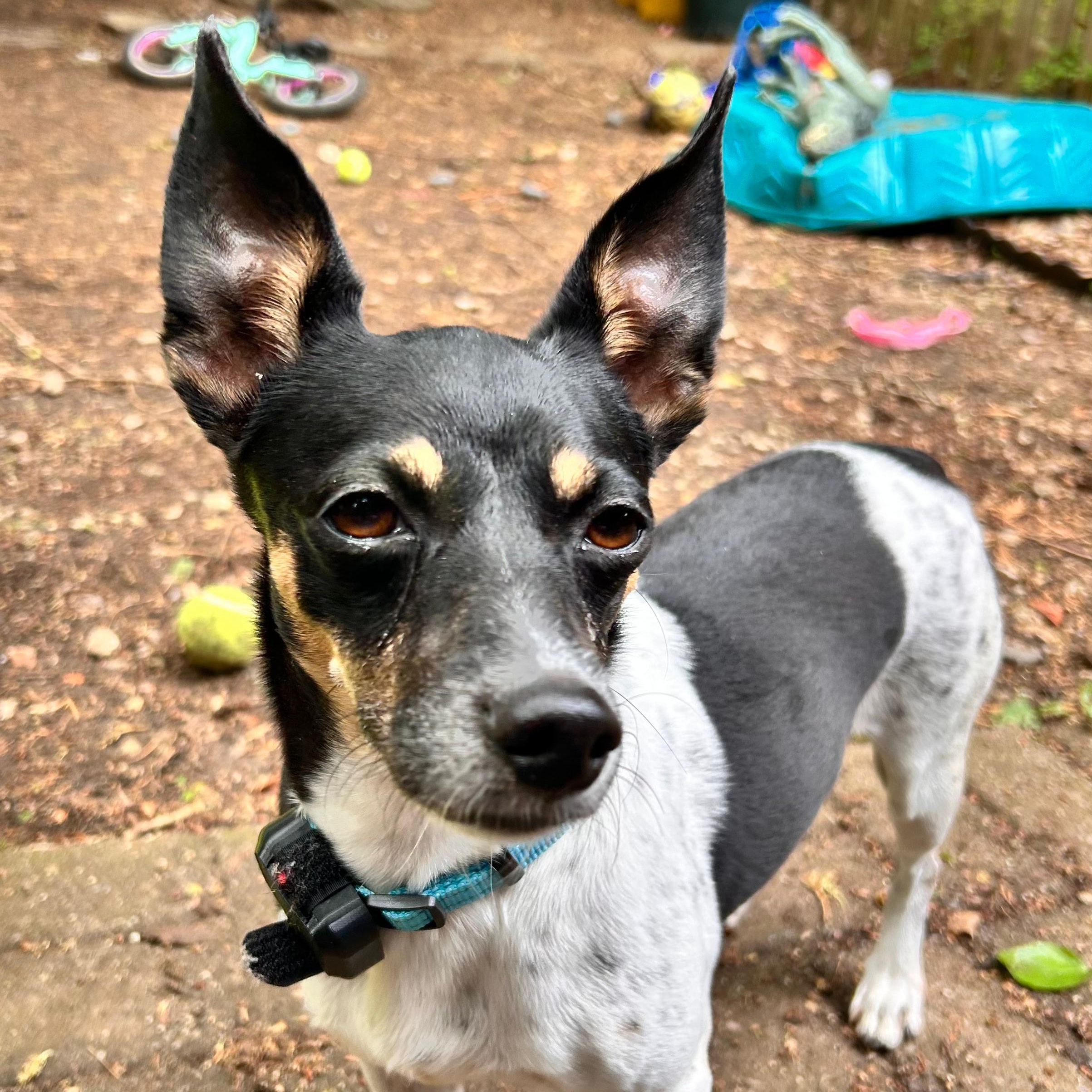Fran the Nanny, a ADOPTABLE mixed breed in Annapolis, MD image 2/6
