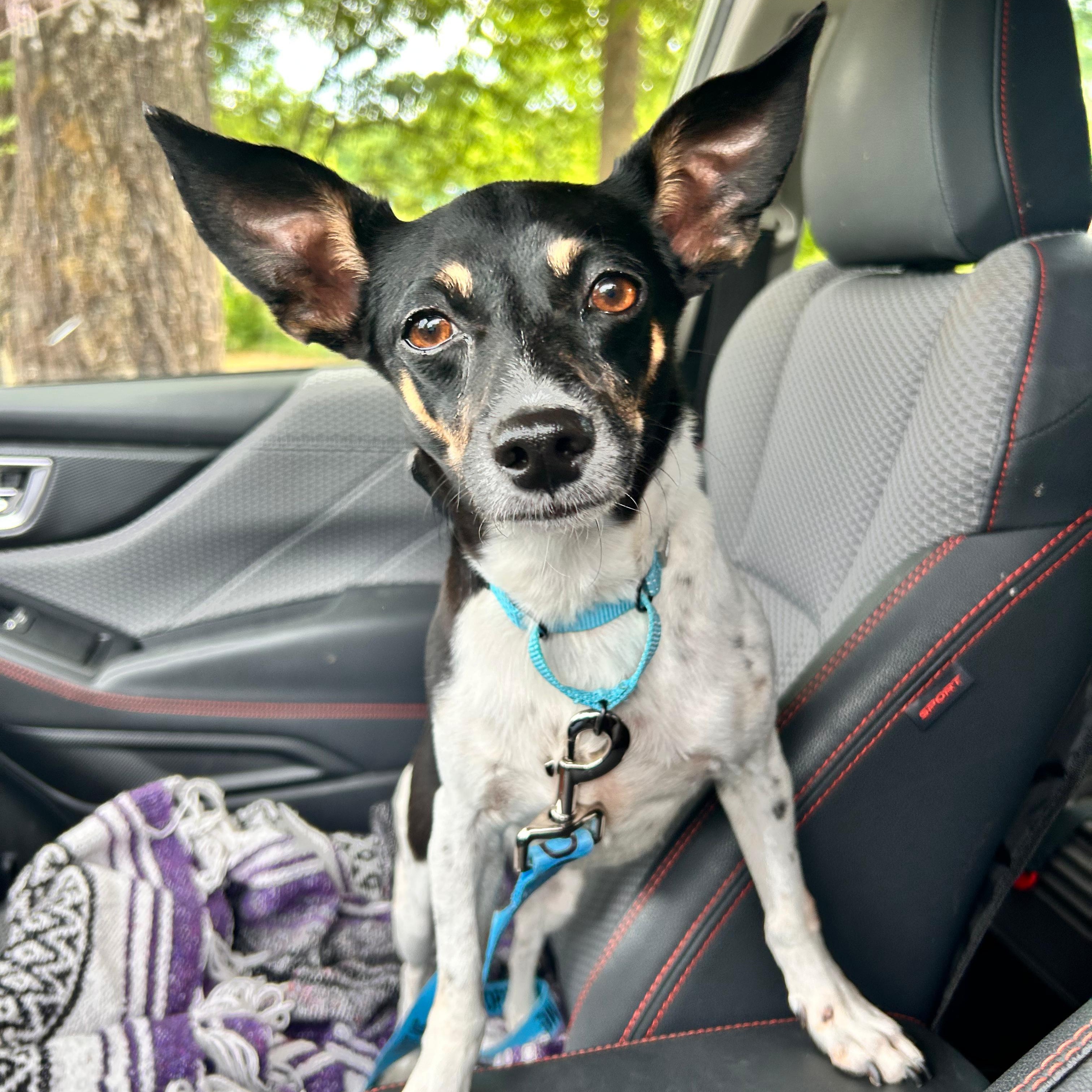 Fran the Nanny, ADOPTABLE, Adult Female Jack Russell Terrier & Rat Terrier.
