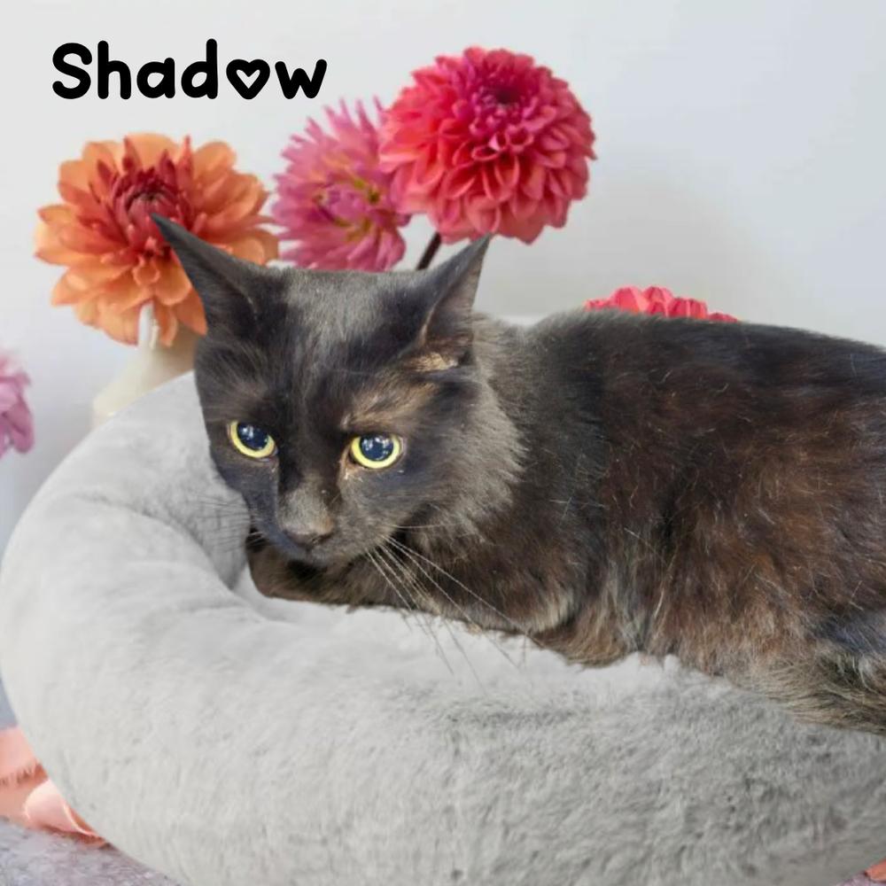 SHADOW, Adoptable, Adult Male Domestic Medium Hair.