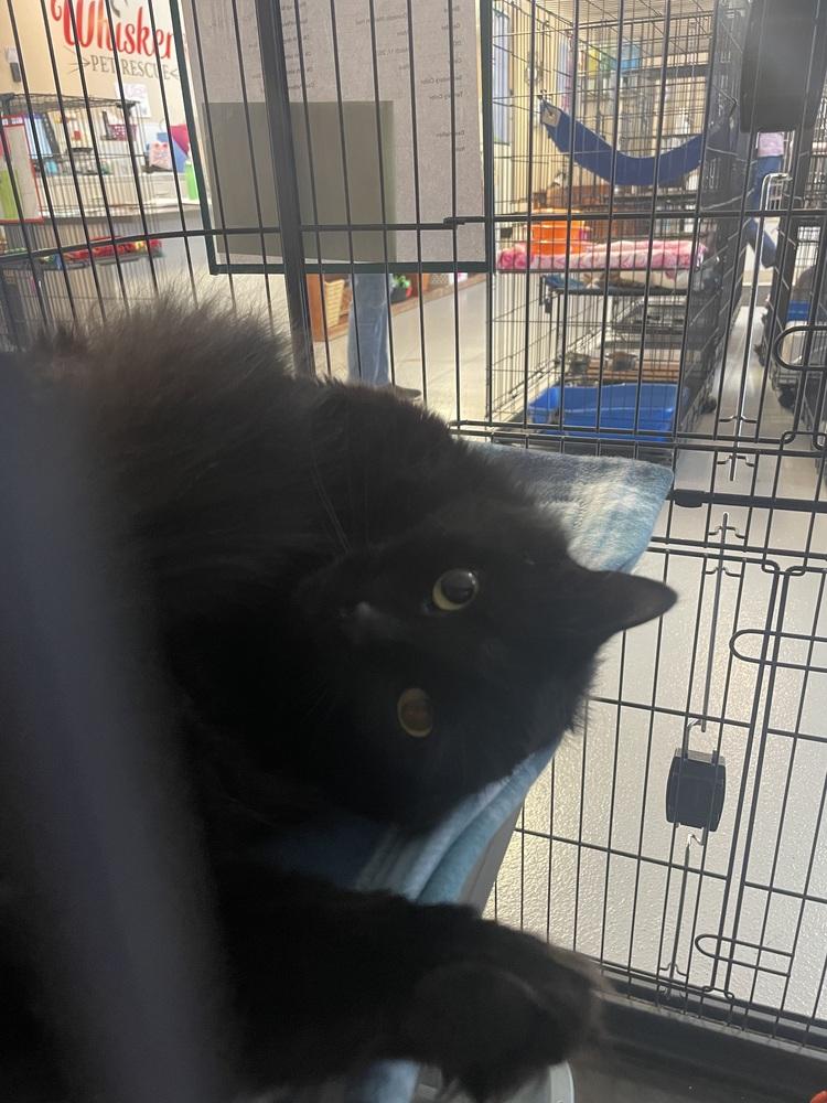 SHADOW, a Adoptable mixed breed in Southbury, CT image 2/3