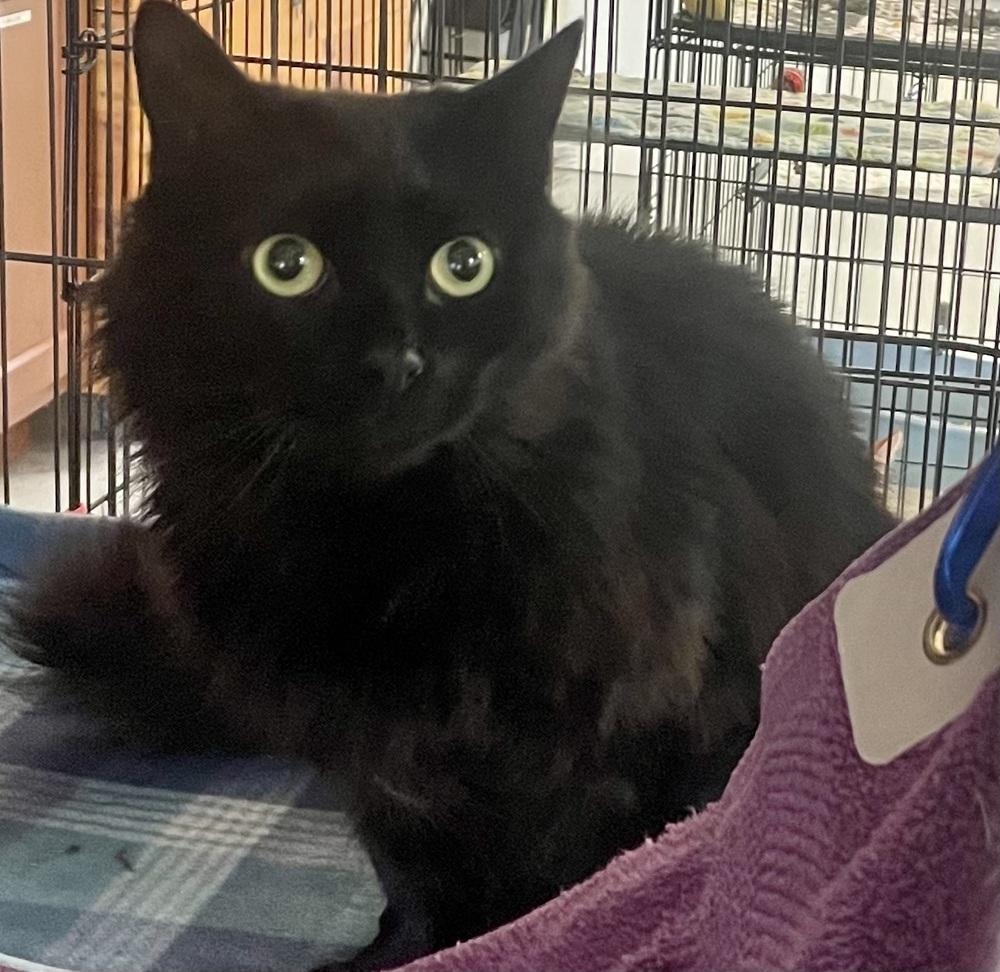 SHADOW, a Adoptable mixed breed in Southbury, CT image 3/3