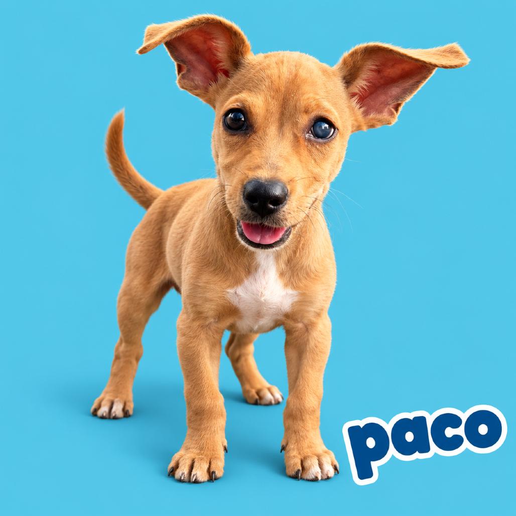 Paco, Adoptable, Puppy Male Carolina Dog & Mixed Breed.