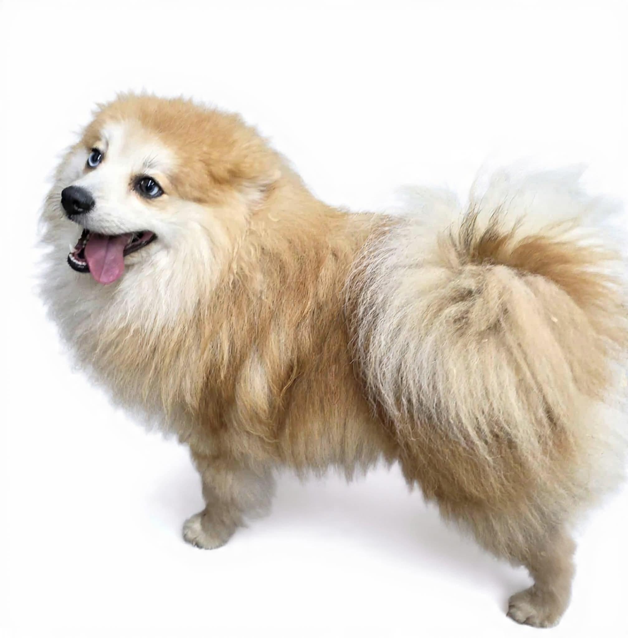 Simba, ADOPTABLE, Adult Male Pomeranian & Husky.