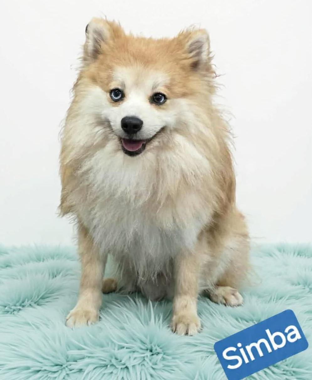 Enlarge Simba, a ADOPTABLE mixed breed in Wheelersburg, OH image 3/3