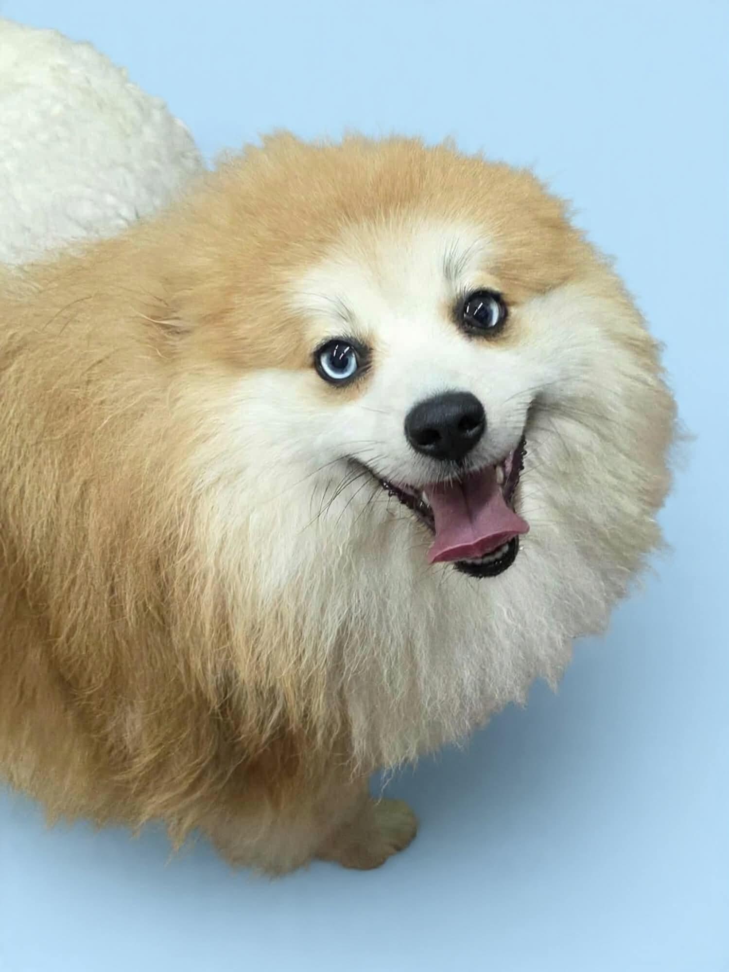 Enlarge Simba, a ADOPTABLE mixed breed in Wheelersburg, OH image 2/3