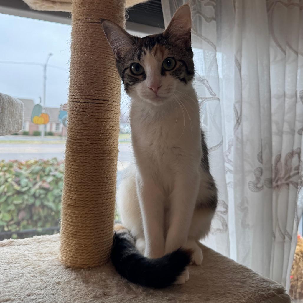 Enlarge Millie, a Adoptable American Wirehair in Mount Vernon, IL image 1/4