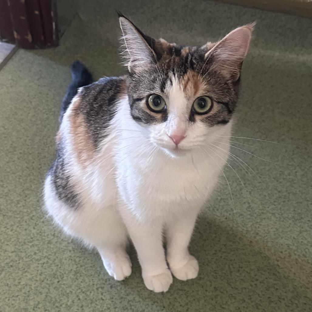 Enlarge Millie, a Adoptable American Wirehair in Mount Vernon, IL image 2/4