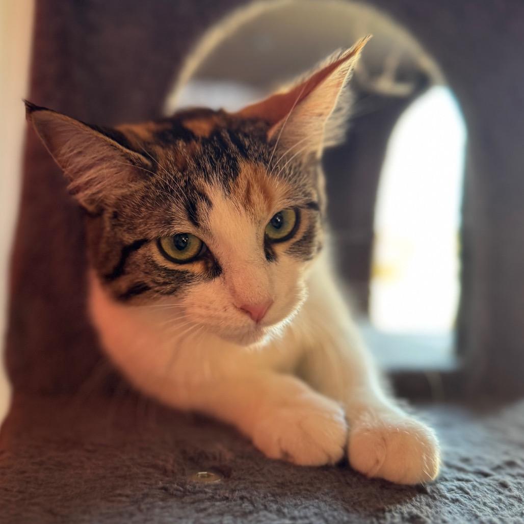 Enlarge Millie, a Adoptable American Wirehair in Mount Vernon, IL image 3/4