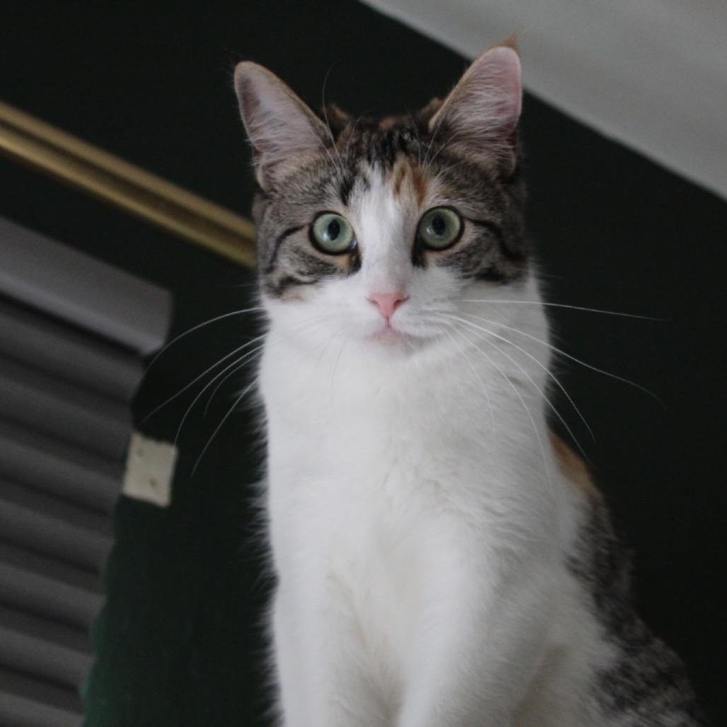 Enlarge Millie, a Adoptable American Wirehair in Mount Vernon, IL image 4/4