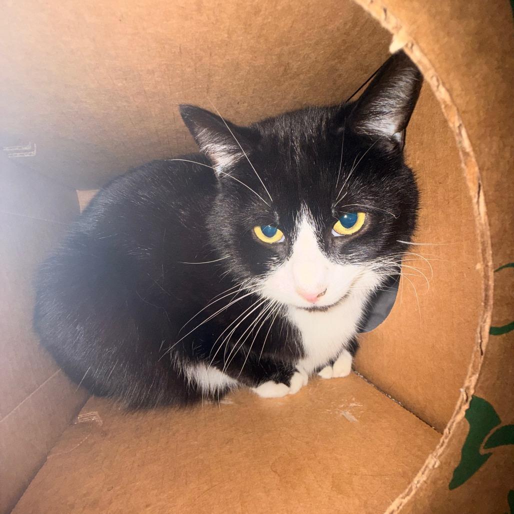 Petey, Adoptable, Adult Male Domestic Short Hair.