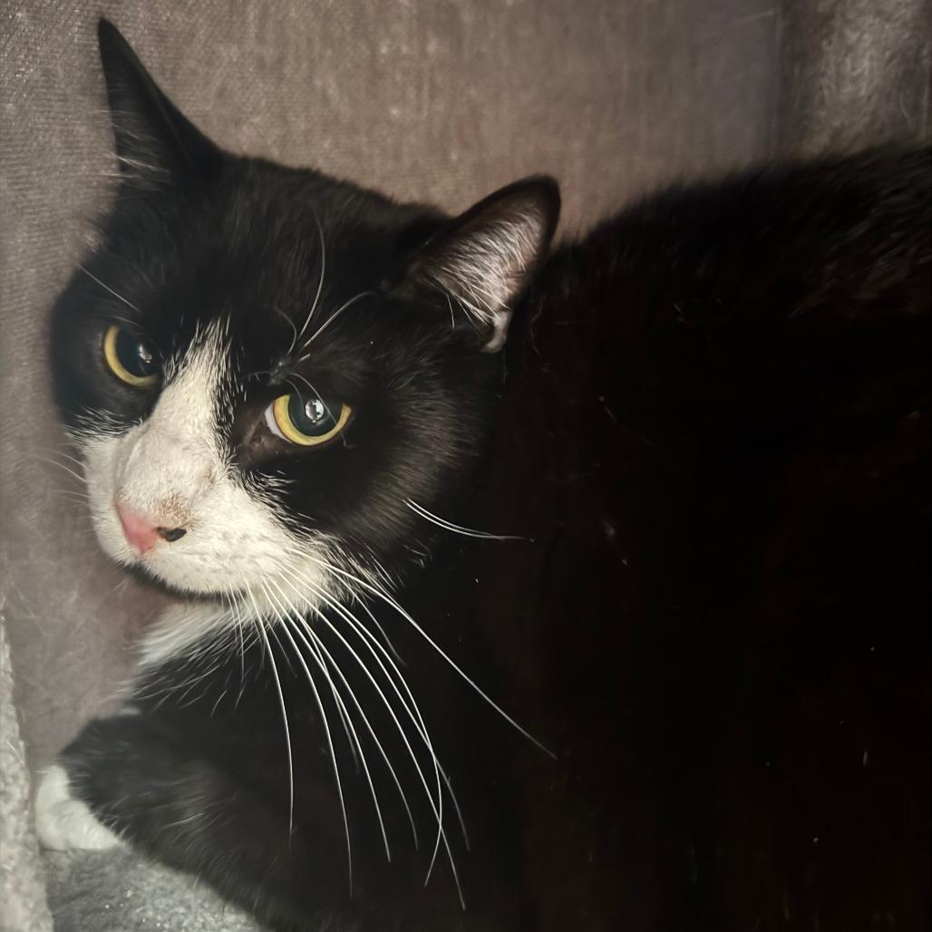 Enlarge Petey, a Adoptable Domestic Short Hair in Saint Charles, MO image 2/6