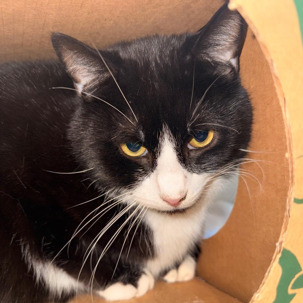 Enlarge Petey, a Adoptable Domestic Short Hair in Saint Charles, MO image 3/6