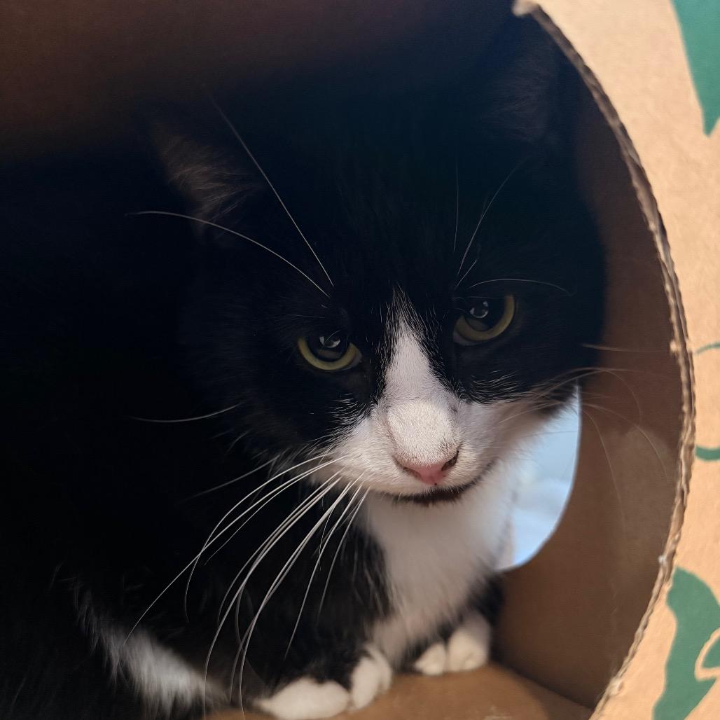 Enlarge Petey, a Adoptable Domestic Short Hair in Saint Charles, MO image 4/6