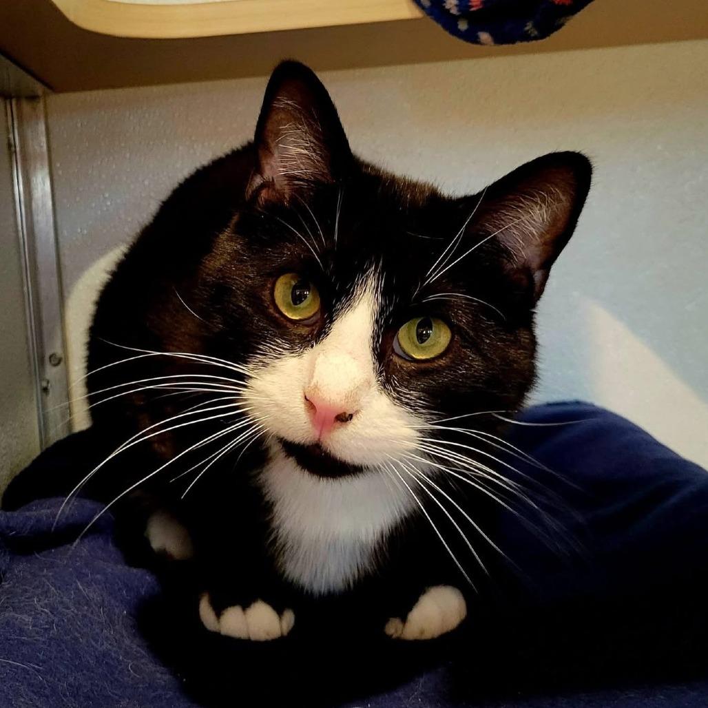 Enlarge Petey, a Adoptable Domestic Short Hair in Saint Charles, MO image 5/6