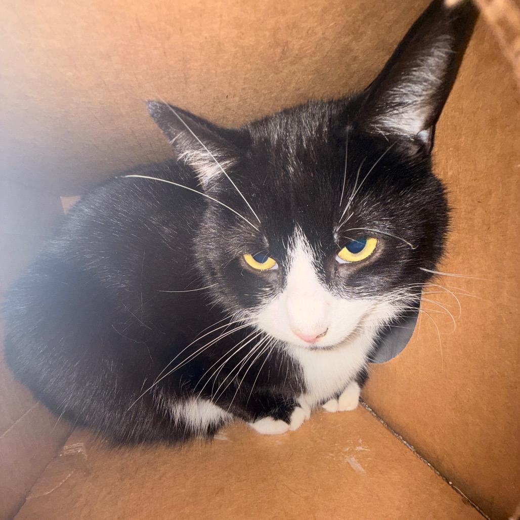 Enlarge Petey, a Adoptable Domestic Short Hair in Saint Charles, MO image 6/6