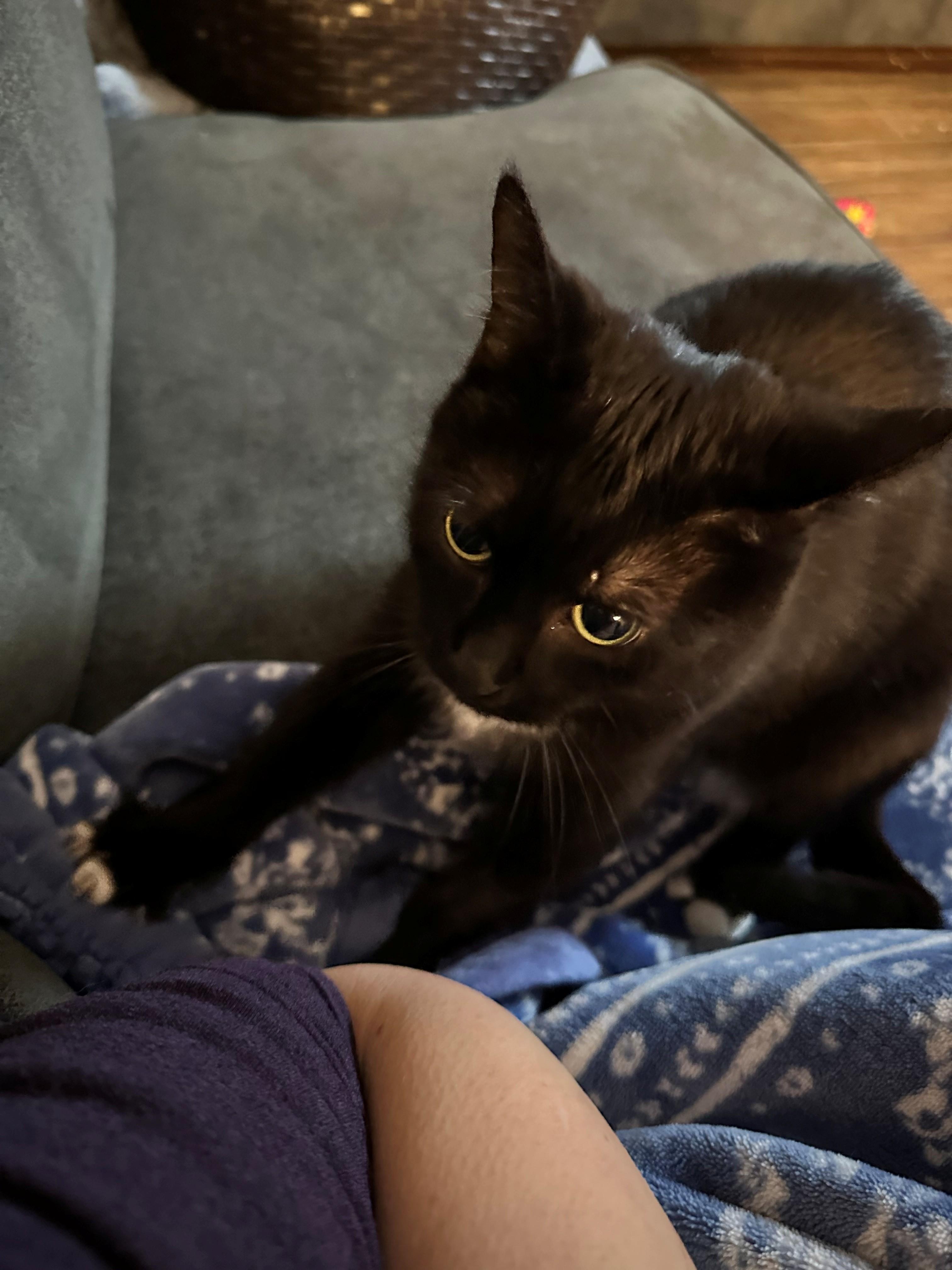 Leia, Adult Female Domestic Short Hair