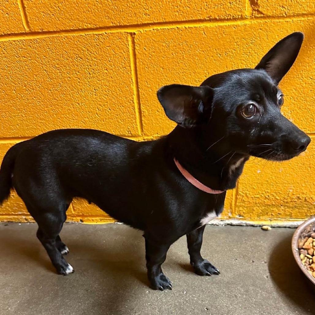 Winnie, adopted, Adult Female Chihuahua & Dachshund.