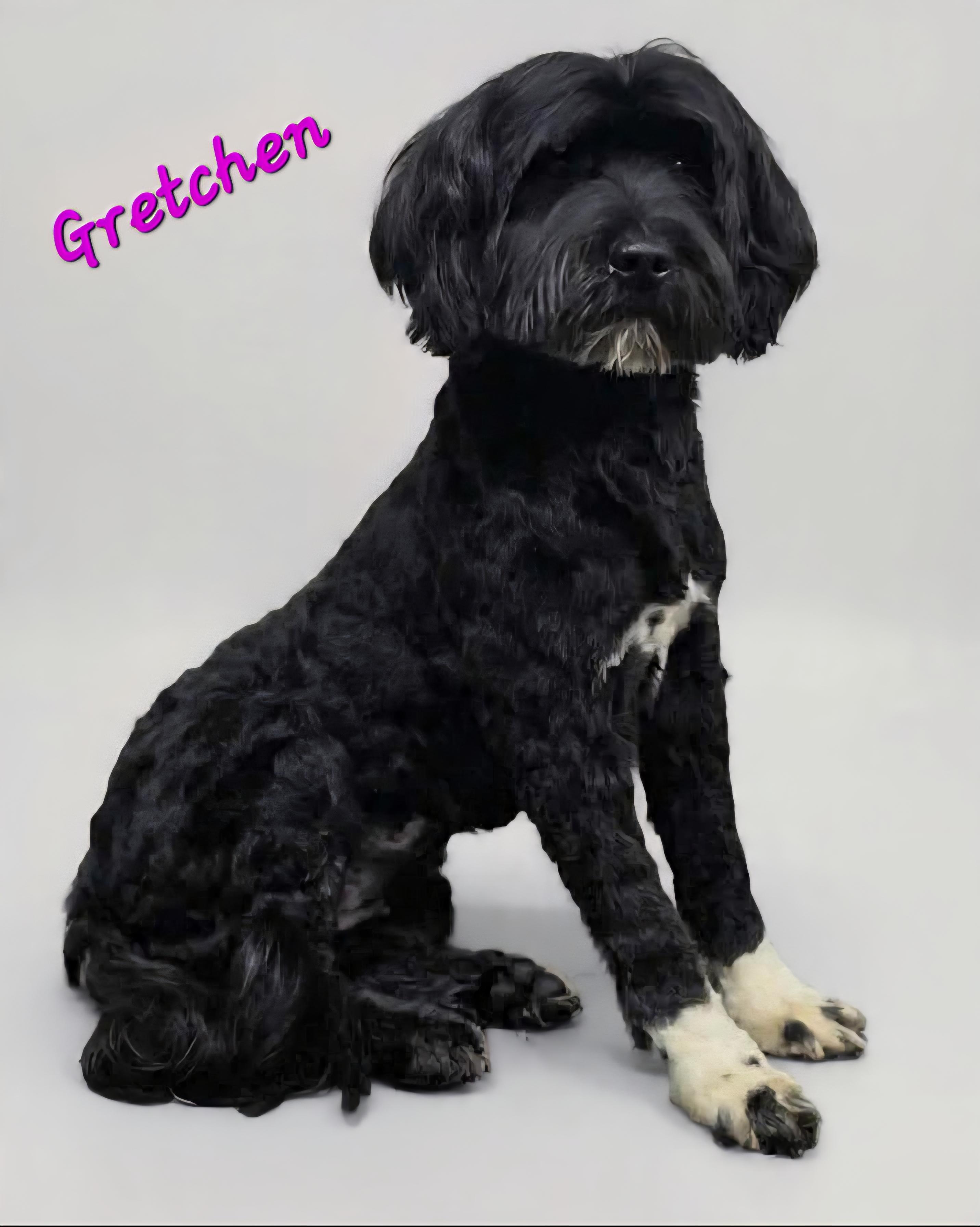 Enlarge Gretchen, an adopted Portuguese Water Dog in Wheelersburg, OH image 1/1