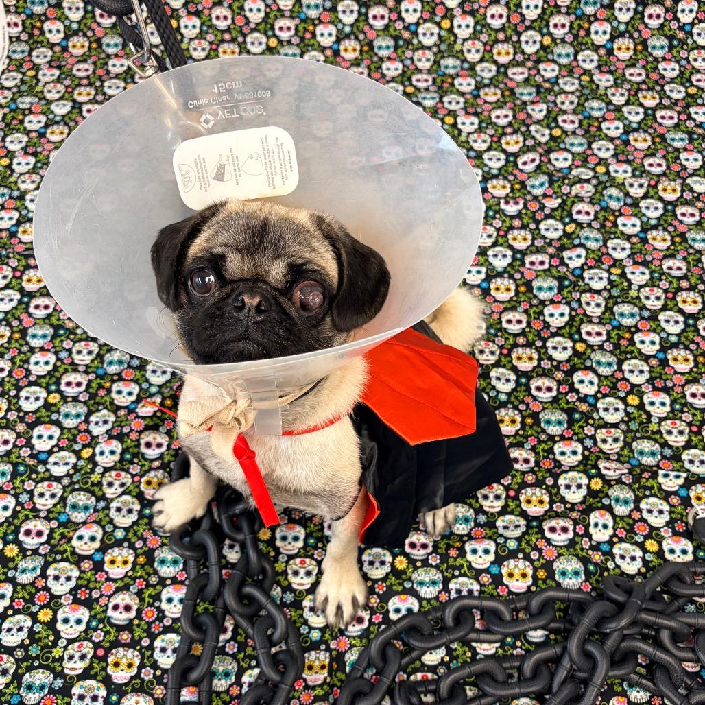 Enlarge Weevil L-39-26, a Adoptable Pug in Watertown, NY image 1/4