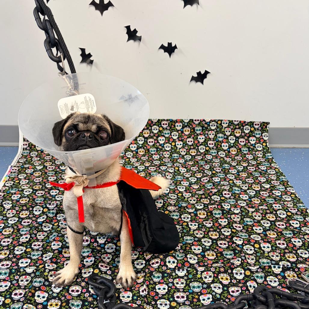 Enlarge Weevil L-39-26, a Adoptable Pug in Watertown, NY image 2/4