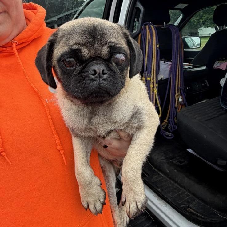 Enlarge Weevil L-39-26, a Adoptable Pug in Watertown, NY image 3/4