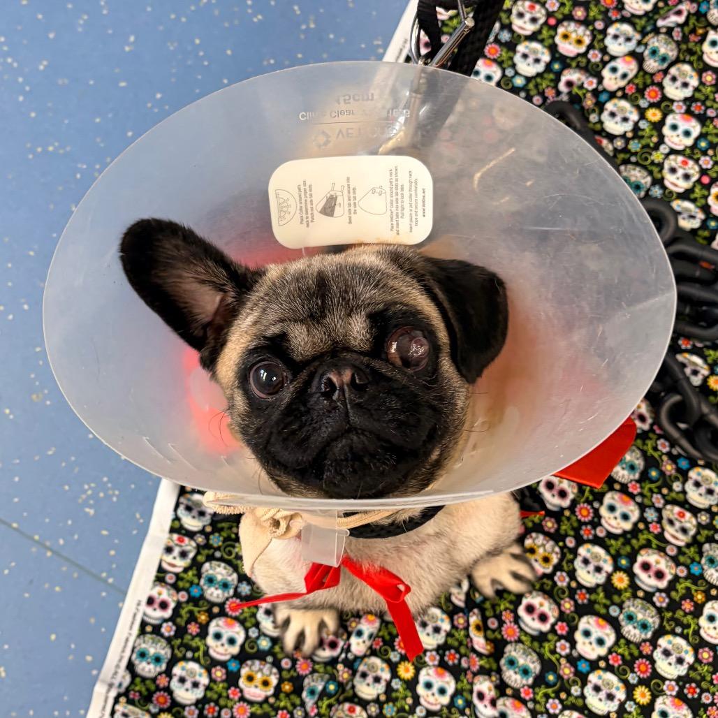 Enlarge Weevil L-39-26, a Adoptable Pug in Watertown, NY image 4/4