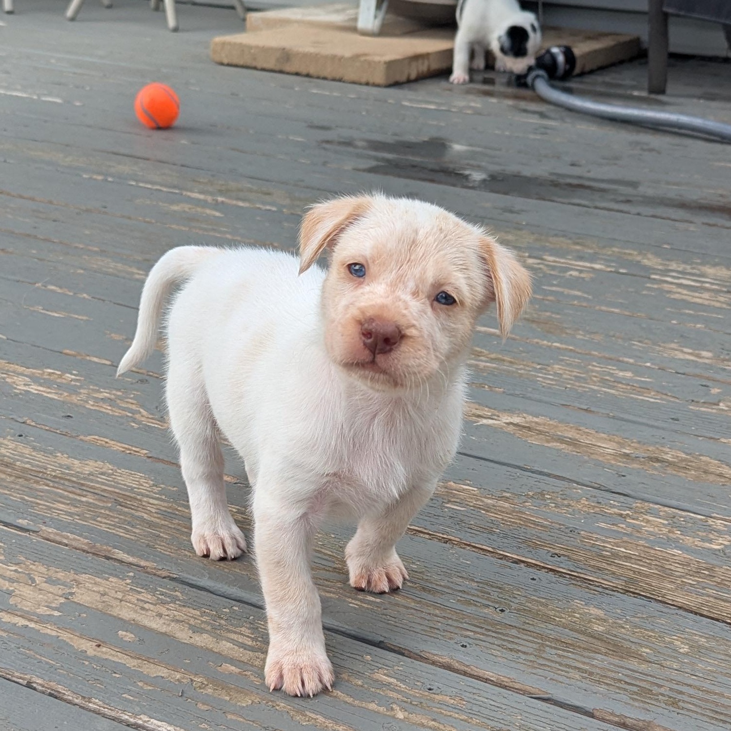 Enlarge Cashew, a ADOPTABLE mixed breed in Hoffman Estates, IL image 4/5