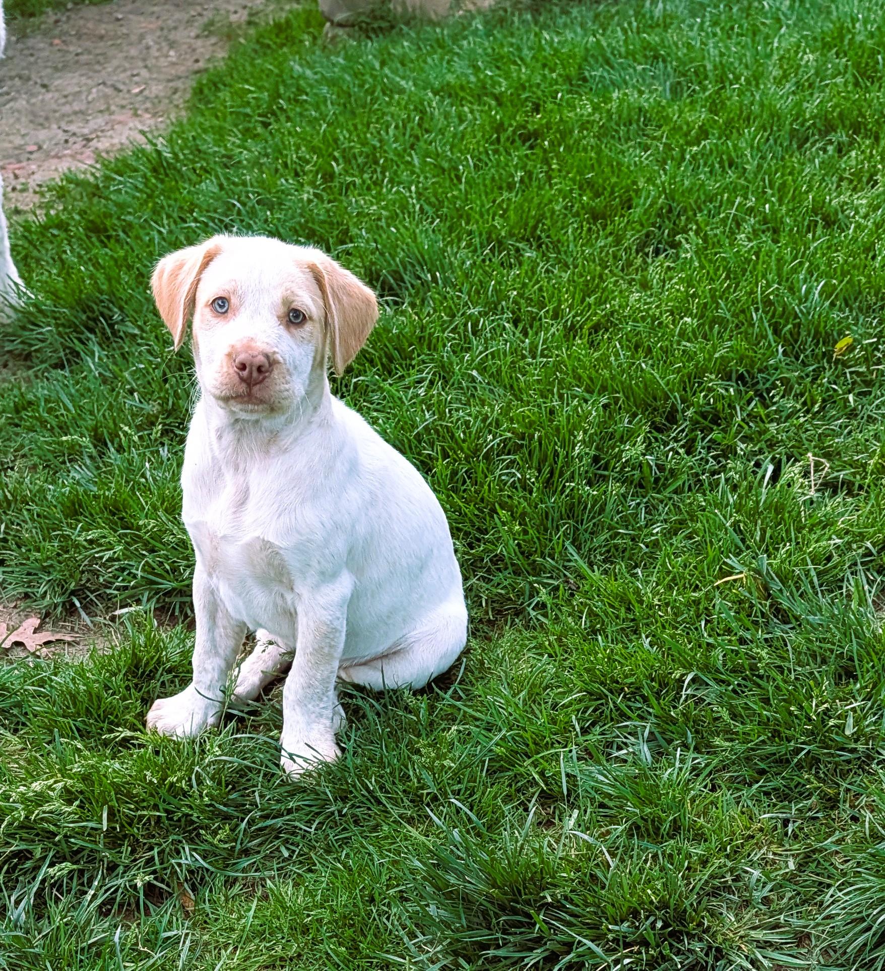 Enlarge Cashew, a ADOPTABLE mixed breed in Hoffman Estates, IL image 3/5