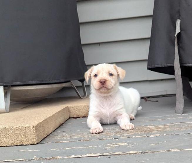 Enlarge Cashew, a ADOPTABLE mixed breed in Hoffman Estates, IL image 5/5