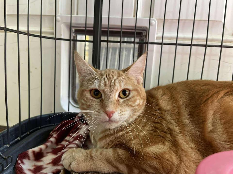 Enlarge Oyster, a ADOPTABLE Domestic Short Hair in Winthrop, ME image 1/1