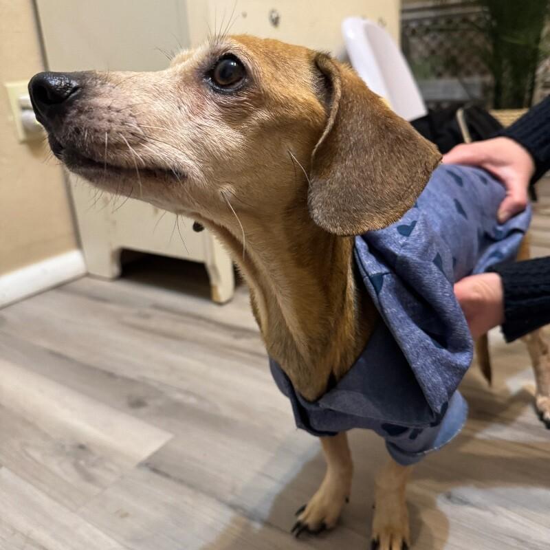 HOPE LOUISE, Adoptable, Adult Female Dachshund.