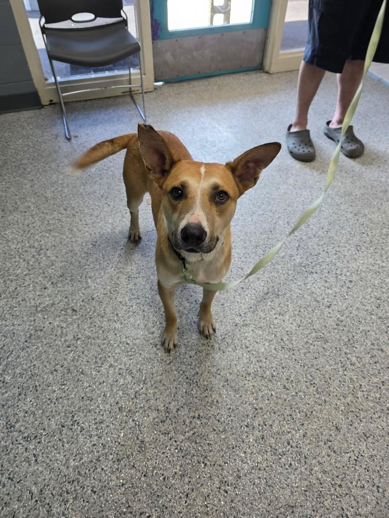 Rex, Adoptable, Young Male Husky & Affenpinscher.