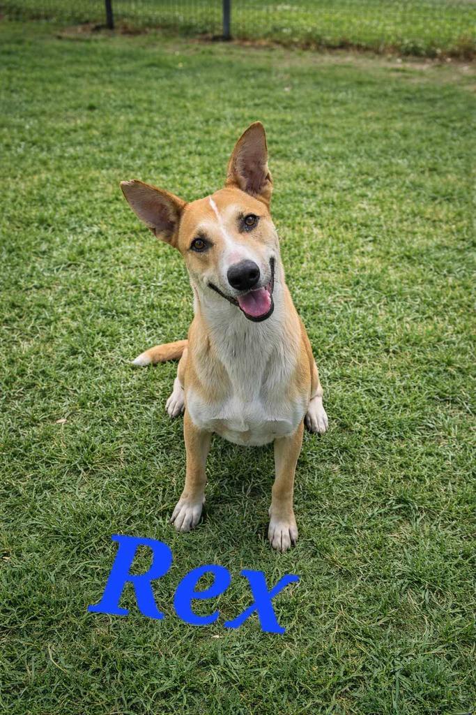 Enlarge Rex, a Adoptable mixed breed in Livingston, LA image 2/2