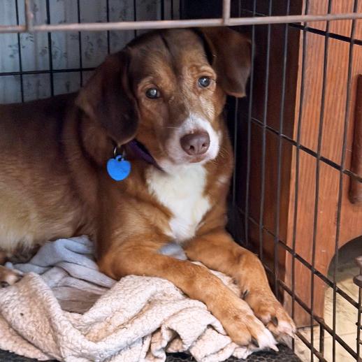 Enlarge Cray-Z, a Adoptable mixed breed in London, OH image 3/3