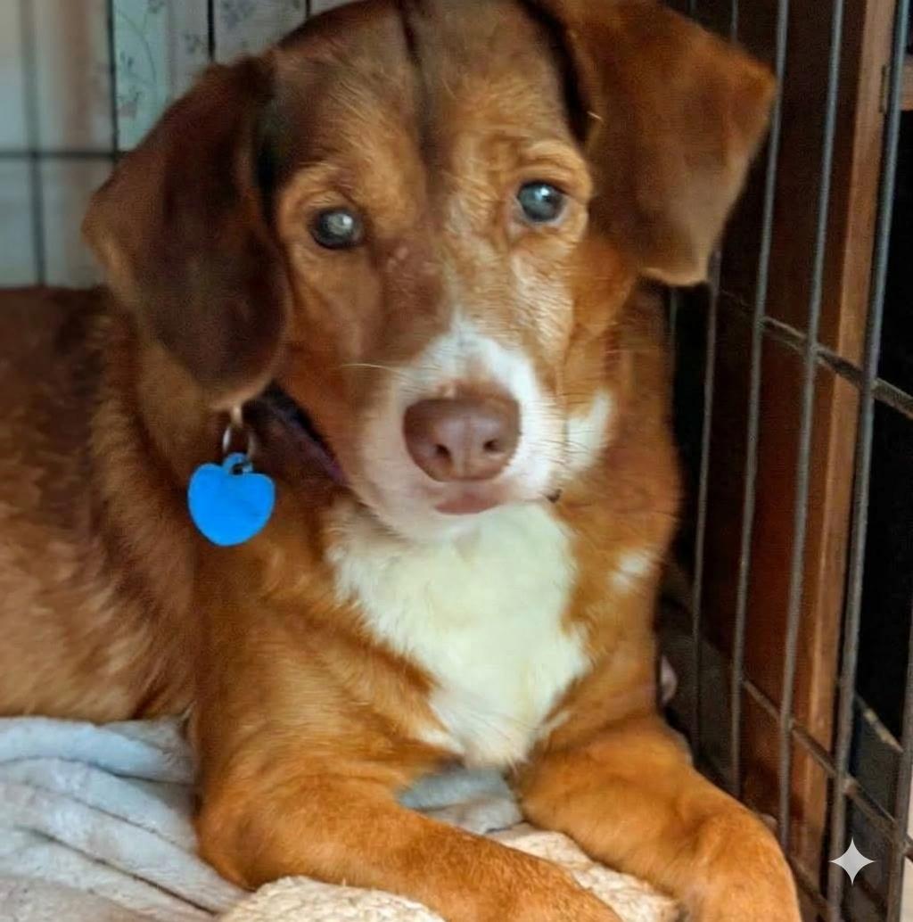 Cray-Z, Adoptable, Young Female Beagle & Retriever.