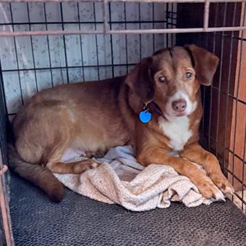 Enlarge Cray-Z, a Adoptable mixed breed in London, OH image 2/3