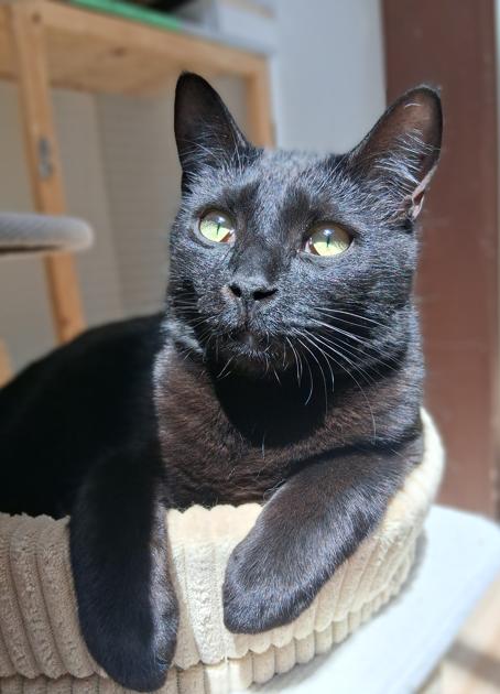 Enlarge Zippy & Zale, a ADOPTABLE Domestic Short Hair in Courtenay, BC image 4/4