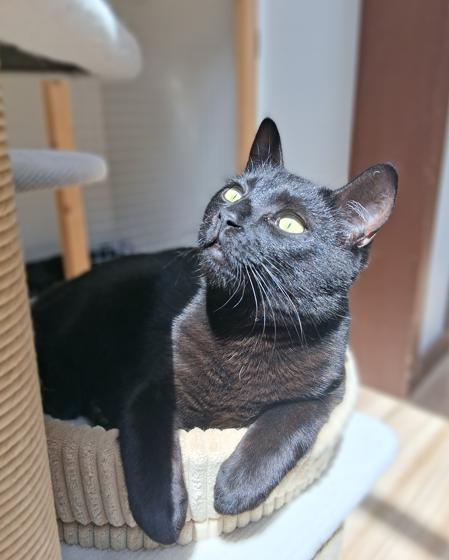 Enlarge Zippy & Zale, a ADOPTABLE Domestic Short Hair in Courtenay, BC image 3/4