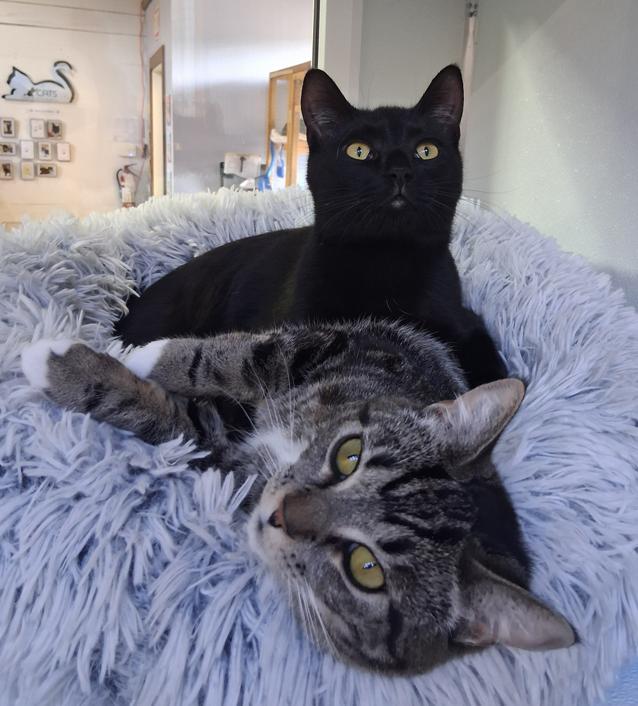 Zippy & Zale, a ADOPTABLE Domestic Short Hair in Courtenay, BC image 1/5