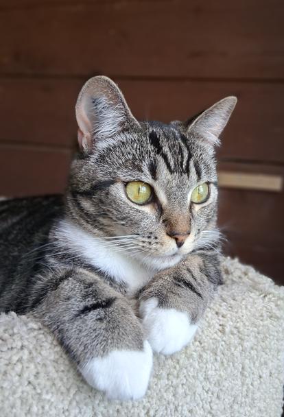 Zippy & Zale, ADOPTABLE, Young Female Domestic Short Hair.