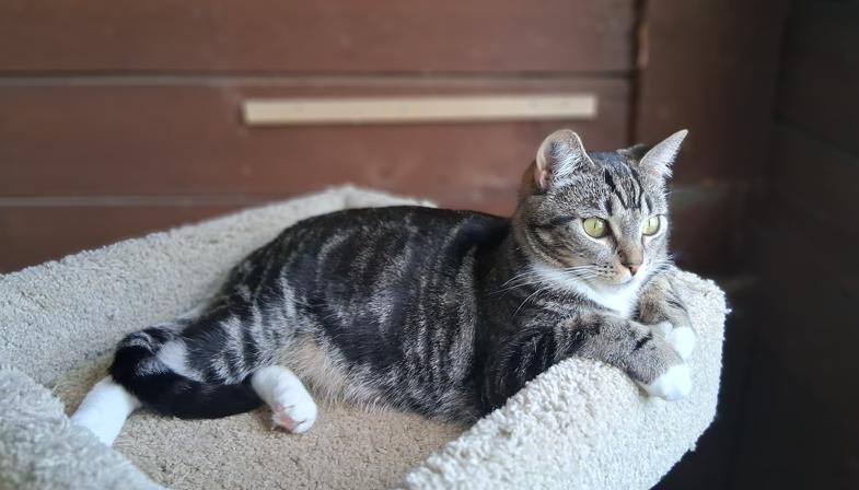 Enlarge Zippy & Zale, a ADOPTABLE Domestic Short Hair in Courtenay, BC image 2/4