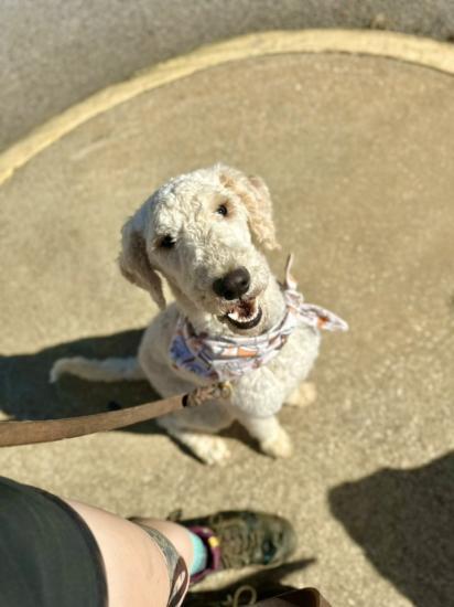 Veda, Adopted, Young Female Poodle.