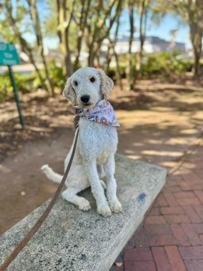 Veda, Adopted, Young Female Poodle.